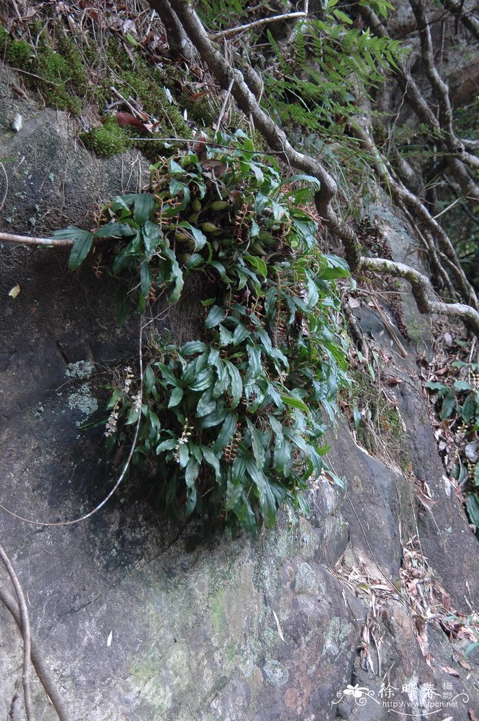 石仙桃 Pholidota chinensis 石仙桃 Pholidota chinensis