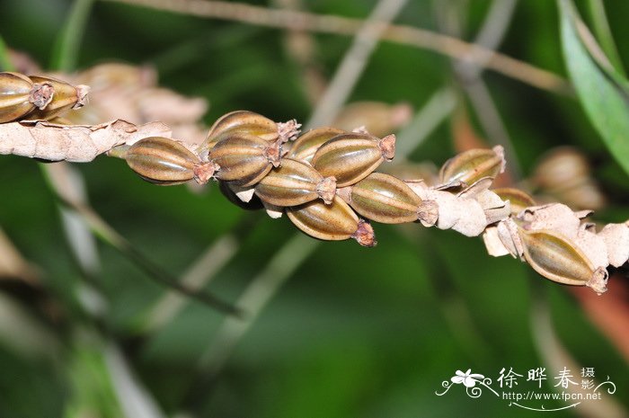 宿苞石仙桃Pholidota imbricata 宿苞石仙桃Pholidota imbricata