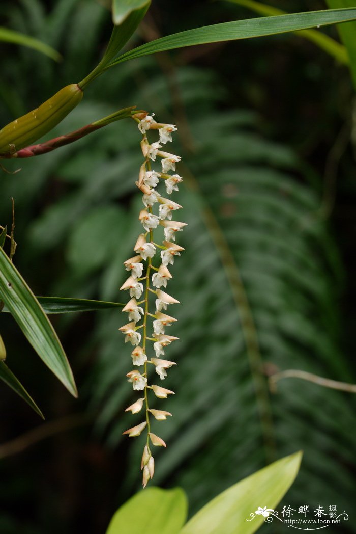 云南石仙桃 Pholidota yunnanensis 云南石仙桃 Pholidota yunnanensis