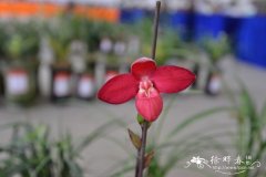 暗红美洲兜兰Phragmipedium besseae