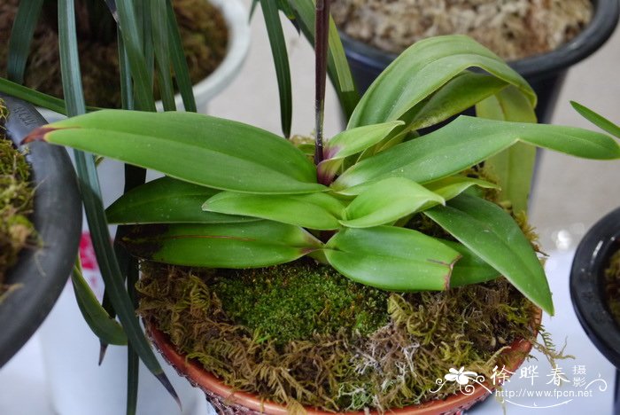 暗红美洲兜兰Phragmipedium besseae