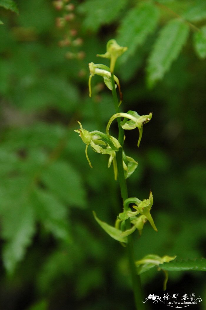 长白舌唇兰Platanthera cornu-bovis 长白舌唇兰Platanthera cornu-bovis