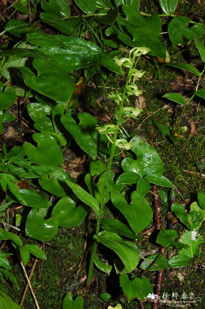 长白舌唇兰Platanthera cornu-bovis