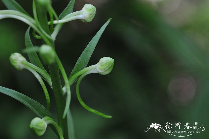舌唇兰 Platanthera japonica