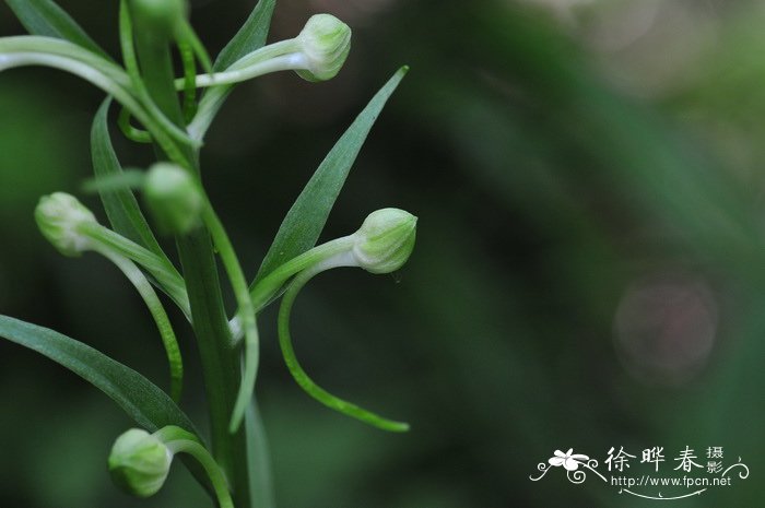 舌唇兰 Platanthera japonica 舌唇兰 Platanthera japonica