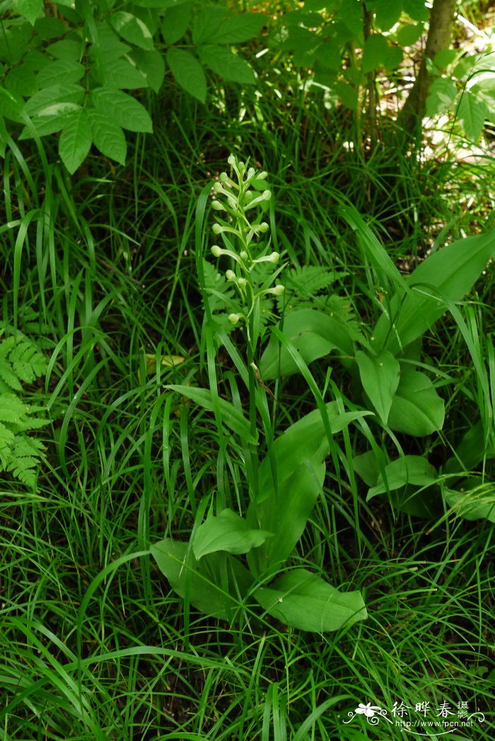 舌唇兰 Platanthera japonica