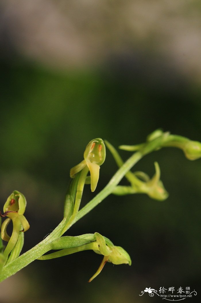 小舌唇兰 Platanthera minor 小舌唇兰 Platanthera minor
