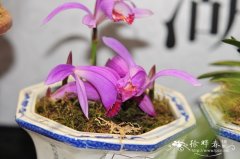 独蒜兰 Pleione bulbocodioides