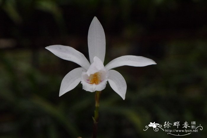 陈氏独蒜兰Pleione chunii