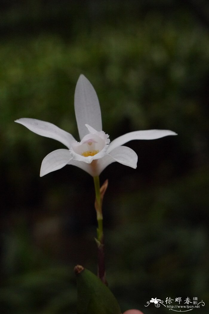 陈氏独蒜兰Pleione chunii