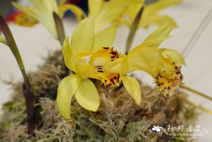 黄花独蒜兰Pleione forrestii 黄花独蒜兰Pleione forrestii