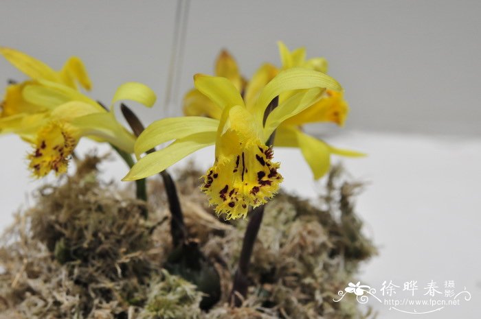 黄花独蒜兰Pleione forrestii