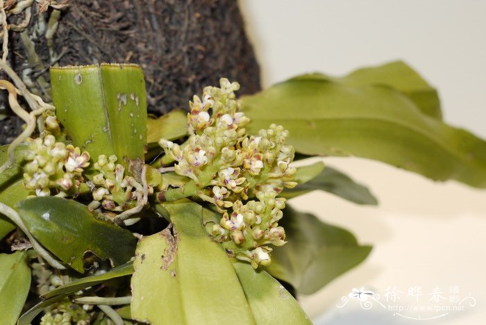 黃绣球兰Pomatocalpa acuminatum 黃绣球兰Pomatocalpa acuminatum