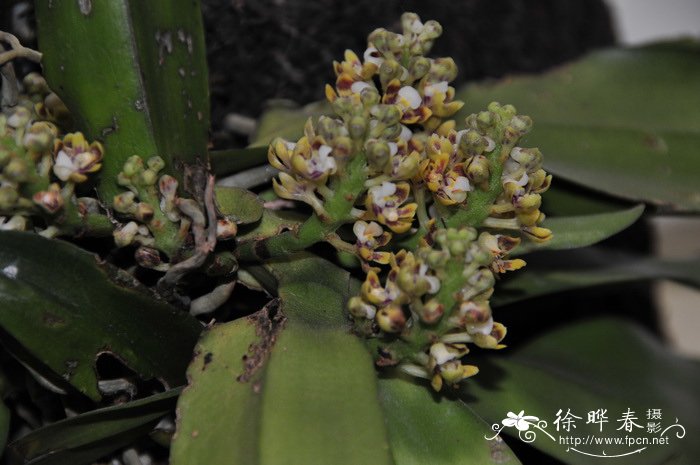黃绣球兰Pomatocalpa acuminatum