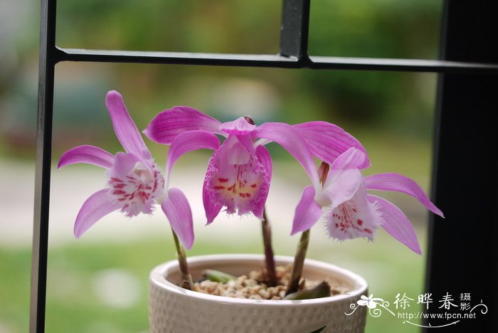 云南独蒜兰Pleione yunnanensis