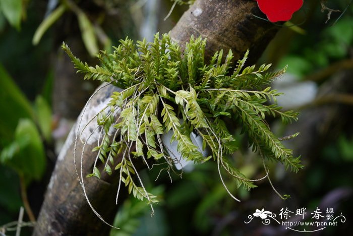 柄唇兰Podochilus khasianus 柄唇兰Podochilus khasianus