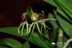 章鱼兰 Prosthechea cochleata