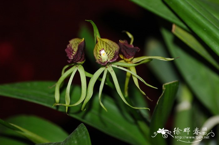 章鱼兰 Prosthechea cochleata