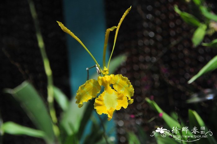 黄花魔鬼文心兰Psychopsis papilio var. alba 黄花魔鬼文心兰Psychopsis papilio var. alba
