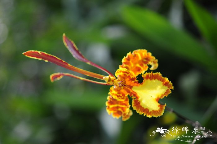 魔鬼文心兰Psychopsis papilio 魔鬼文心兰Psychopsis papilio