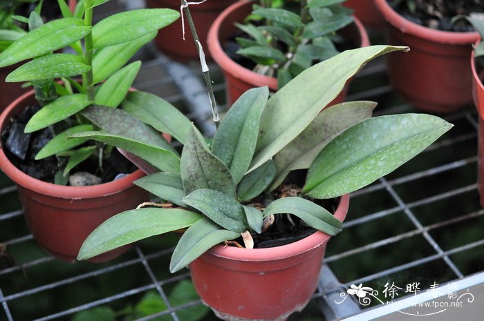 魔鬼文心兰Psychopsis papilio 魔鬼文心兰Psychopsis papilio