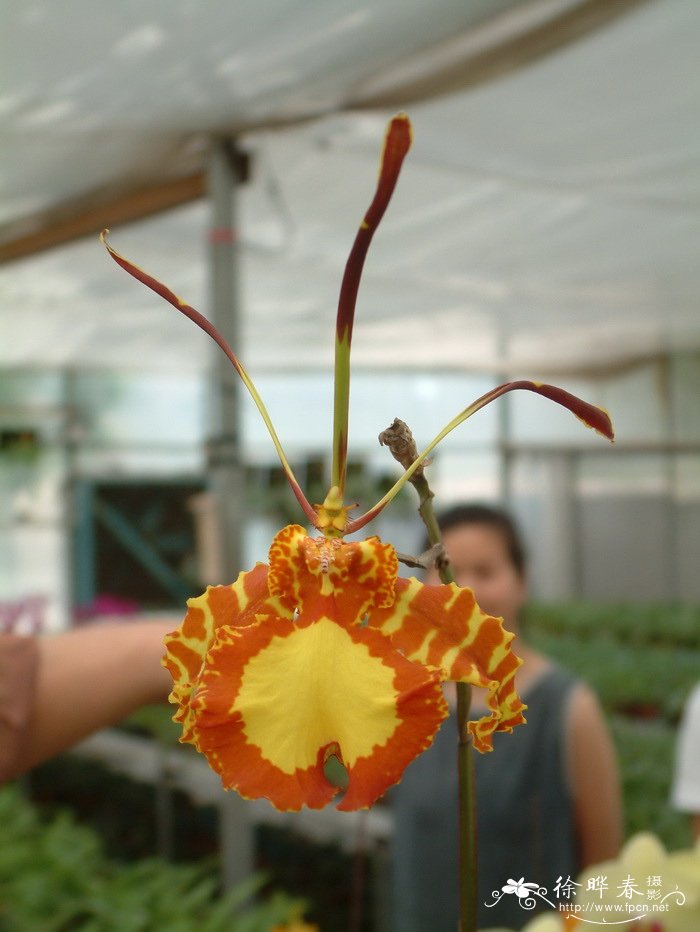 魔鬼文心兰Psychopsis papilio