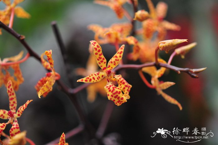 豹斑火焰兰Renanthera monachica 豹斑火焰兰Renanthera monachica