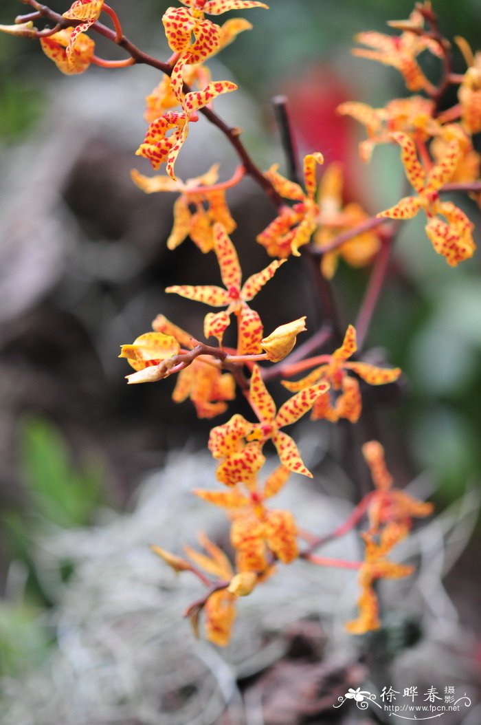 豹斑火焰兰Renanthera monachica 豹斑火焰兰Renanthera monachica