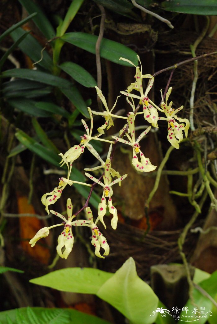 越南火焰兰Renanthera citrina 越南火焰兰Renanthera citrina