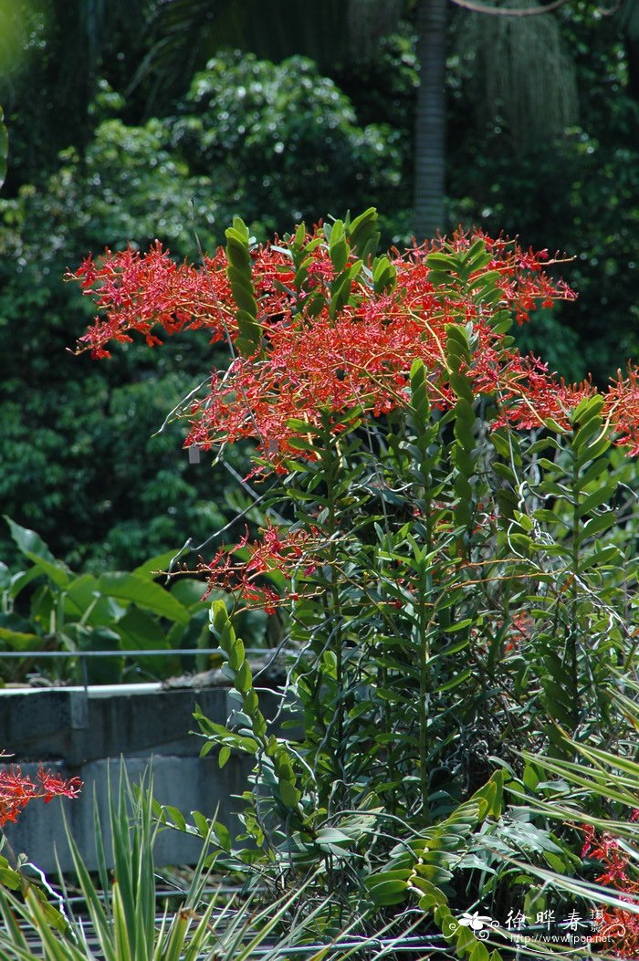 火焰兰 Renanthera coccinea