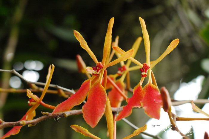 云南火焰兰Renanthera imschootiana 云南火焰兰Renanthera imschootiana