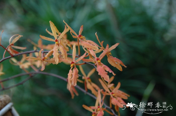 麒麟火焰兰Renanthera Tom Thumb ‘Qi Lin’ 麒麟火焰兰Renanthera Tom Thumb ‘Qi Lin’