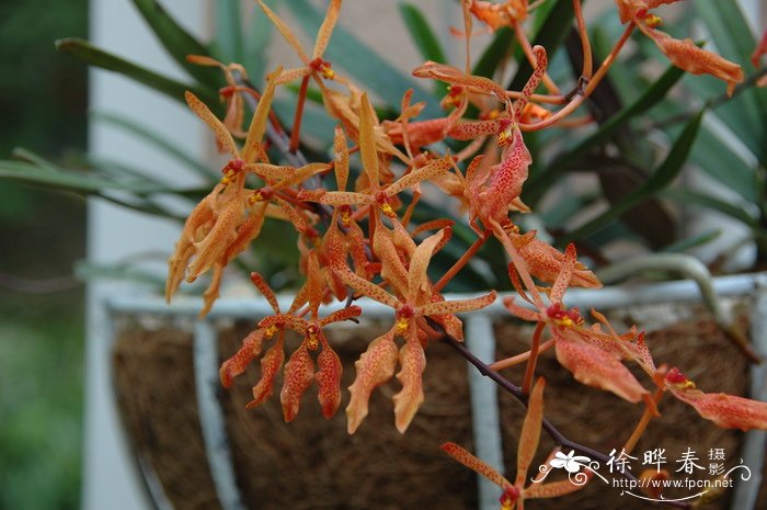 麒麟火焰兰Renanthera Tom Thumb ‘Qi Lin’ 麒麟火焰兰Renanthera Tom Thumb ‘Qi Lin’