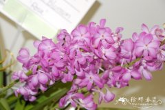 鸟舌钻喙兰Rhynchocentrum 'Lilac Blossom'