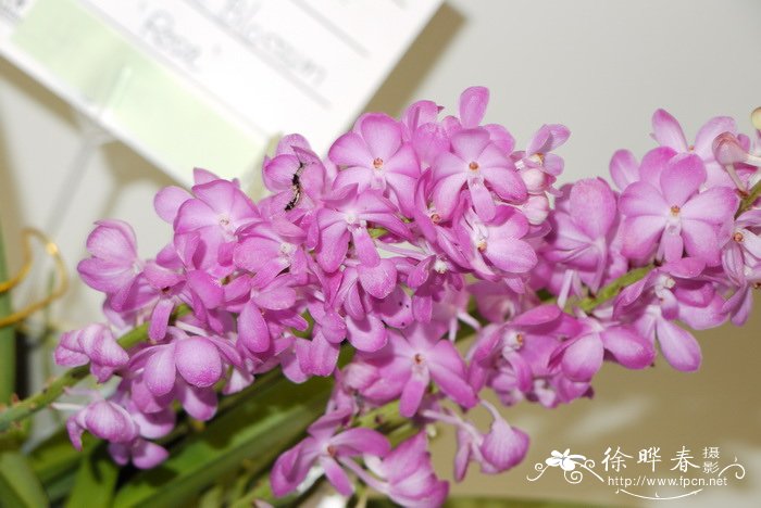 鸟舌钻喙兰Rhynchocentrum 'Lilac Blossom'
