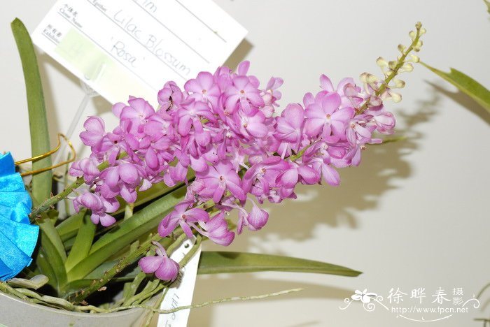 鸟舌钻喙兰Rhynchocentrum 'Lilac Blossom'