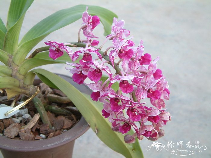 海南钻喙兰 Rhynchostylis gigantea 海南钻喙兰 Rhynchostylis gigantea