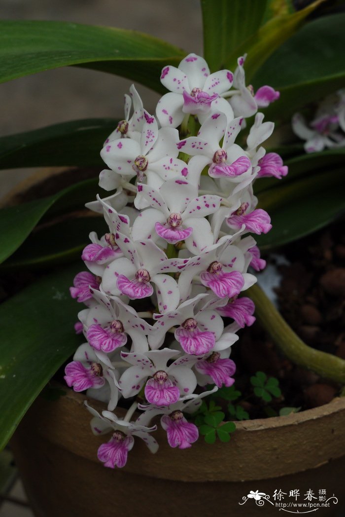 海南钻喙兰 Rhynchostylis gigantea 海南钻喙兰 Rhynchostylis gigantea