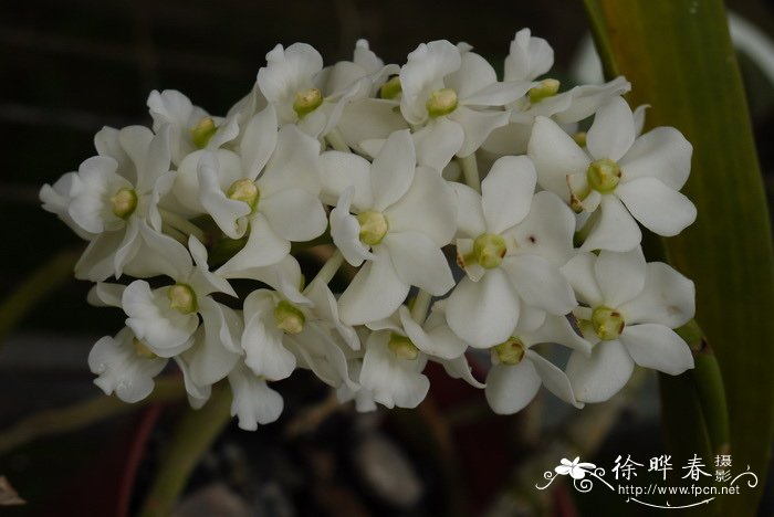 海南钻喙兰 Rhynchostylis gigantea 海南钻喙兰 Rhynchostylis gigantea