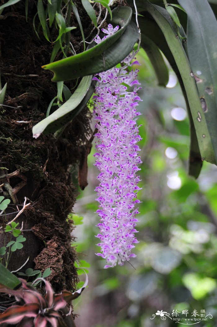 钻喙兰Rhynchostylis retusa 钻喙兰Rhynchostylis retusa