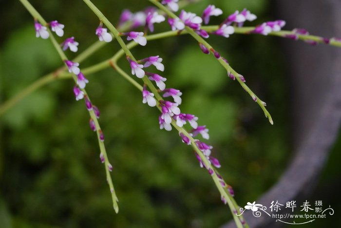 匙唇兰Schoenorchis gemmata 匙唇兰Schoenorchis gemmata