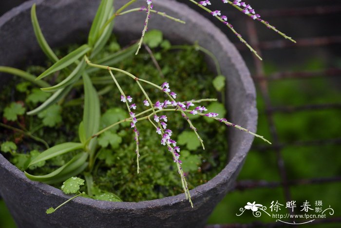 匙唇兰Schoenorchis gemmata