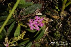 圆叶匙唇兰Schoenorchis tixieri