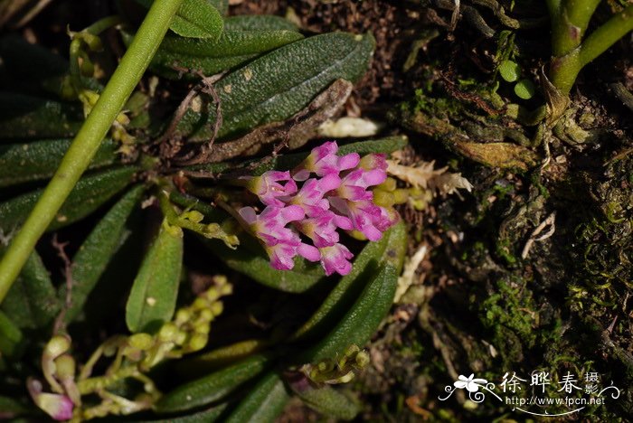 圆叶匙唇兰Schoenorchis tixieri 圆叶匙唇兰Schoenorchis tixieri