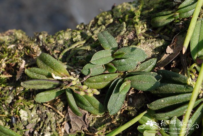 圆叶匙唇兰Schoenorchis tixieri