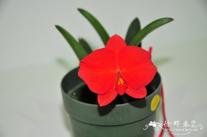 贞兰Sophronitis coccinea 贞兰Sophronitis coccinea