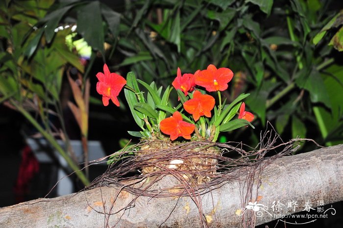 贞兰Sophronitis coccinea 贞兰Sophronitis coccinea