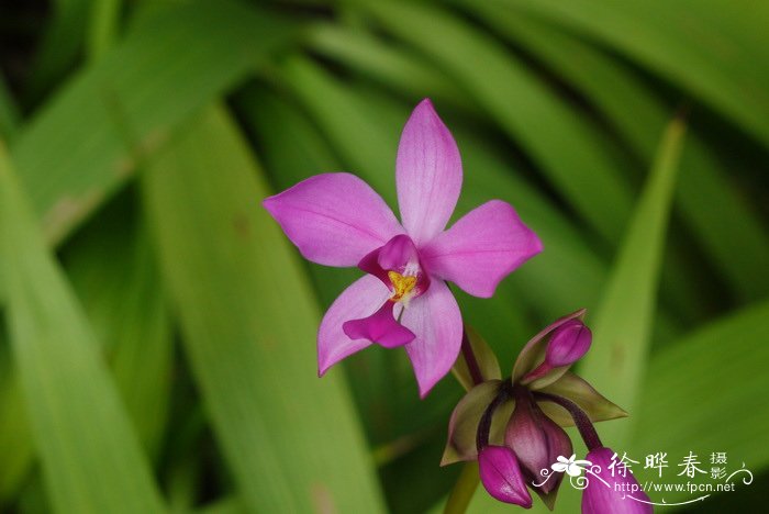 紫花苞舌兰Spathoglottis plicata