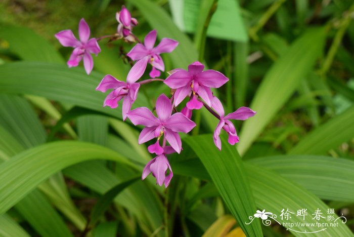 紫花苞舌兰Spathoglottis plicata 紫花苞舌兰Spathoglottis plicata