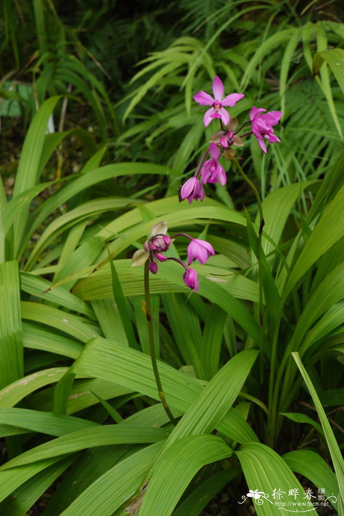 紫花苞舌兰Spathoglottis plicata